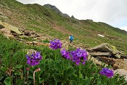 45 Primula vischiosa (Primula latifolia)